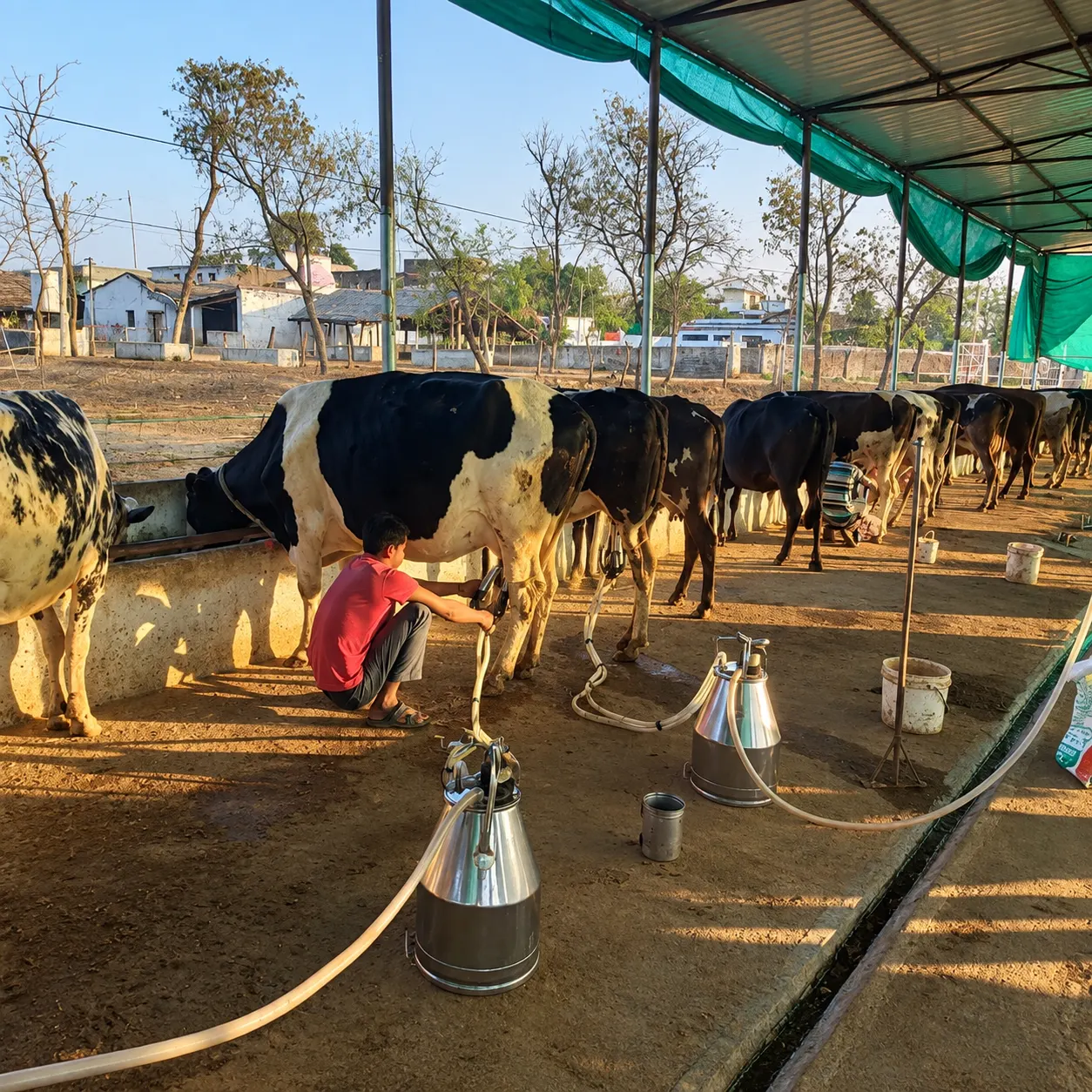 cm dairy